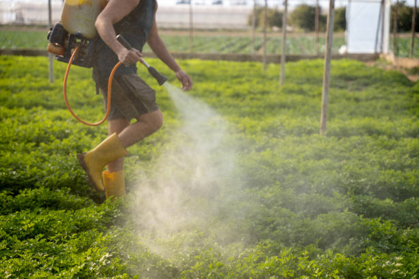 Best Local Pest Control Services  in Elkins, WV