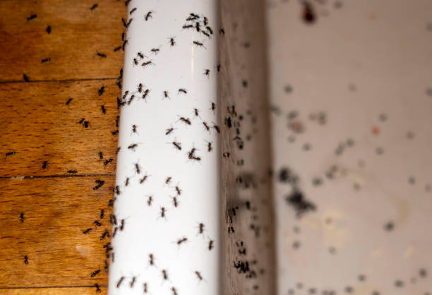 Best Wasp Removal Services  in Elkins, WV