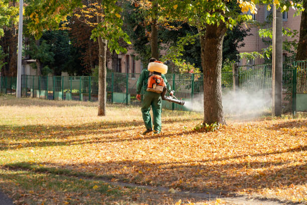 Best Termite Control Services  in Elkins, WV