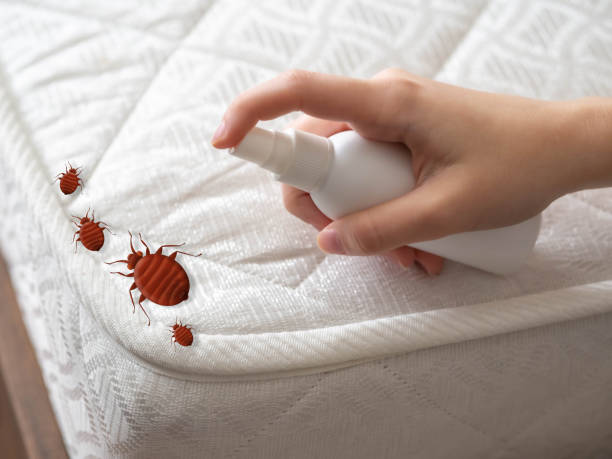 Best Residential Pest Control  in Elkins, WV