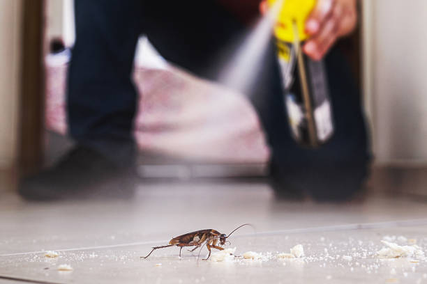 Best Best Pest Control Companies  in Elkins, WV