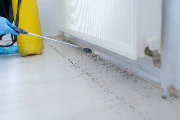 Best Pest Removal Services  in Elkins, WV