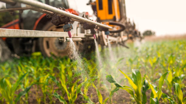 Best Mosquito Control Services  in Elkins, WV