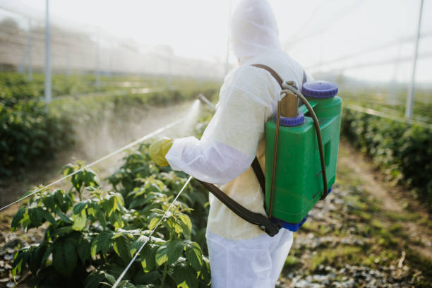 Wasp Removal Services in Elkins, WV